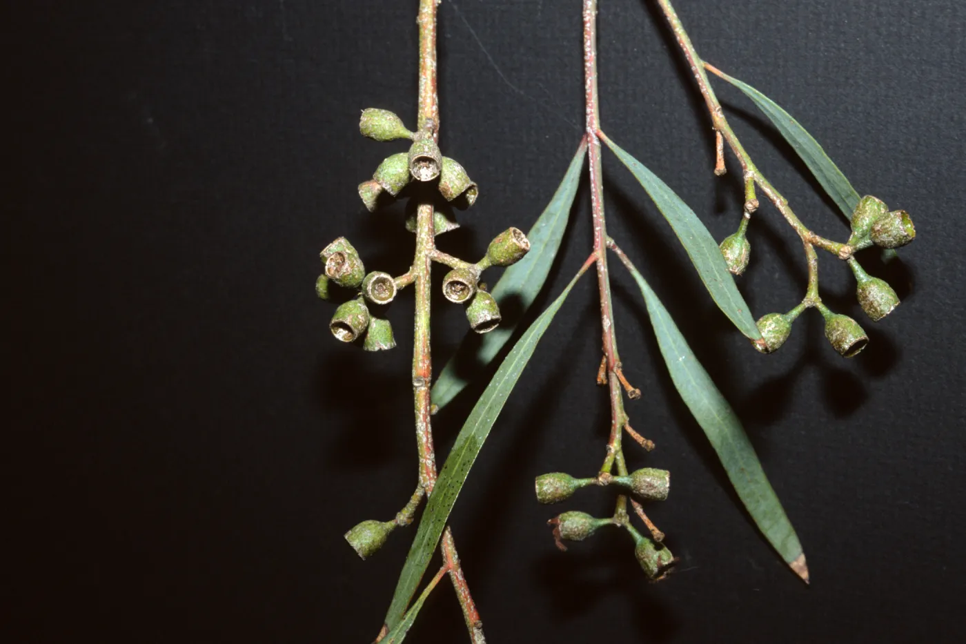 Eucalyptus odorata
