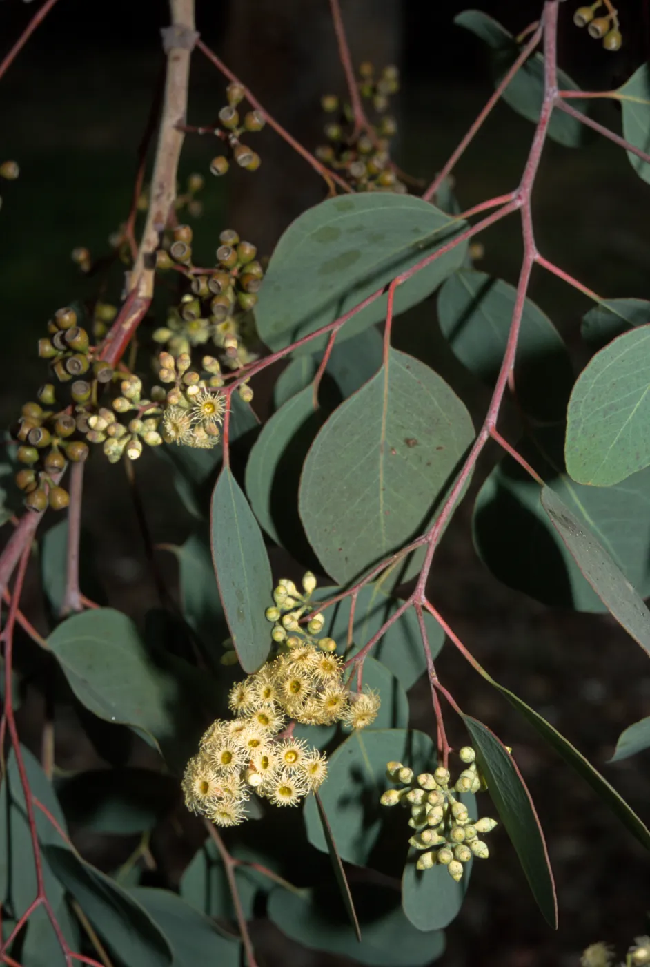 Eucalyptus polyanthemos
