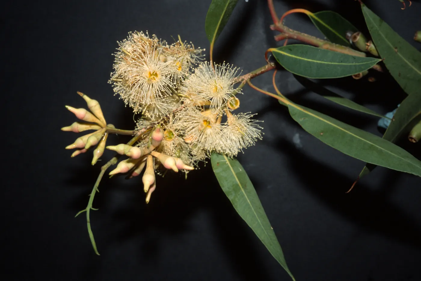 Eucalyptus robusta