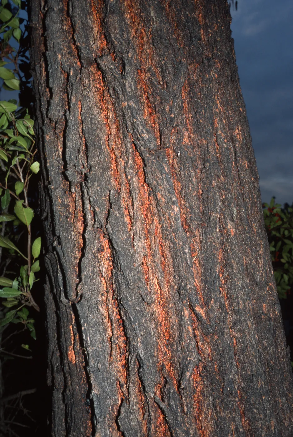 Eucalyptus sideroxylon
