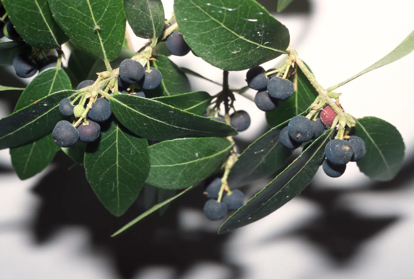 Phillyrea latifolia