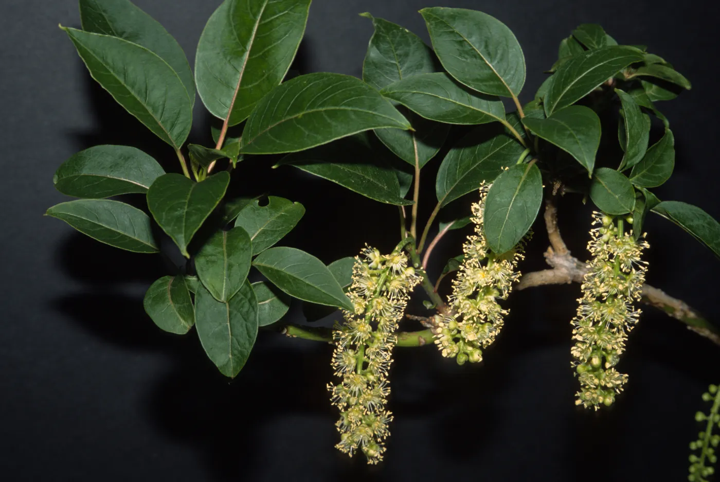 Phytolacca dioica