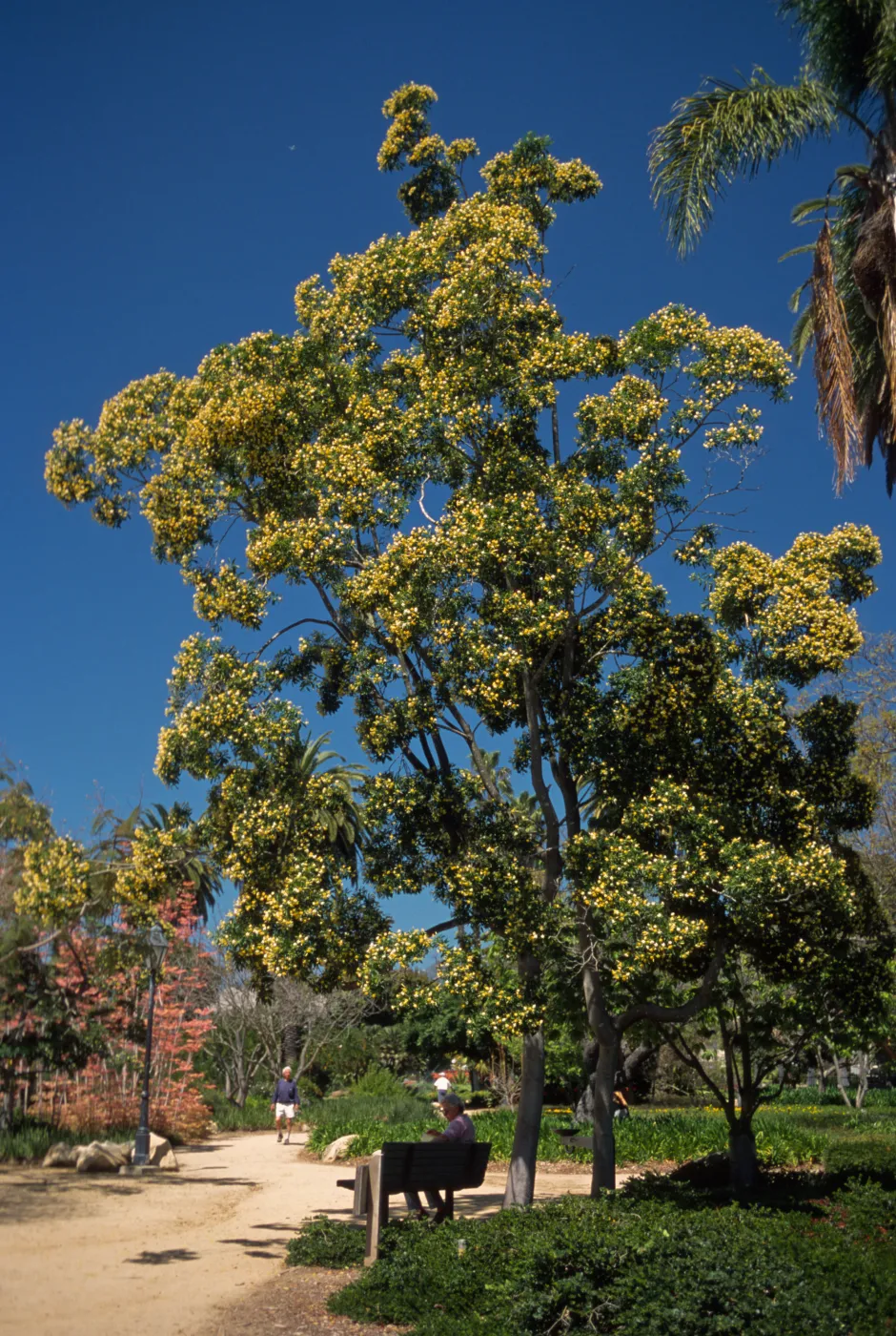 Hymenosporum flavum