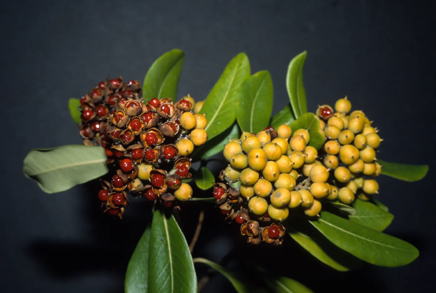 Pittosporum floribundum