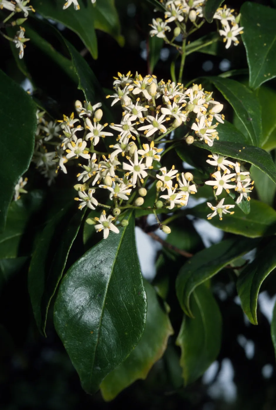 Pittosporum rhombifolium