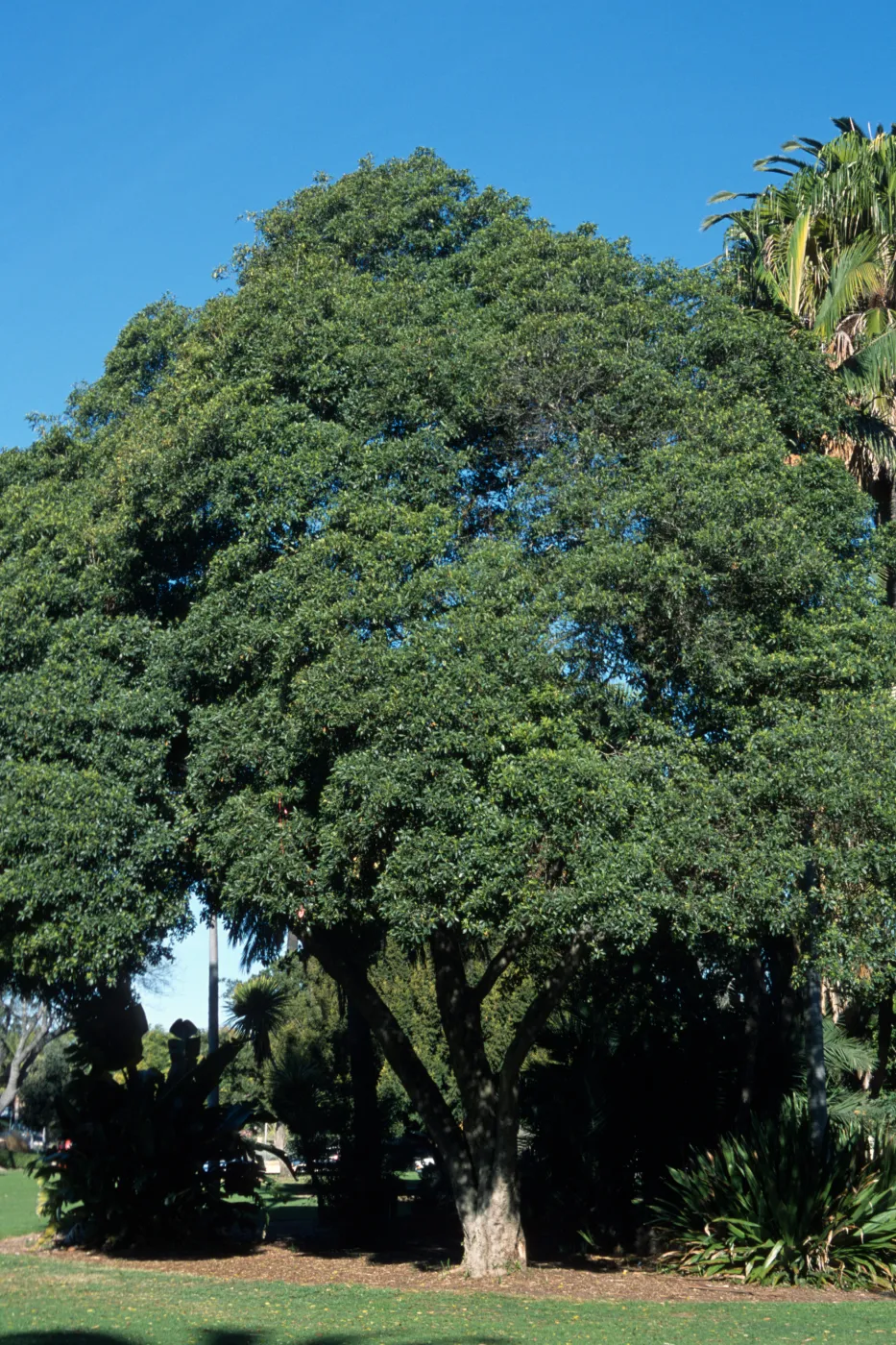 Pittosporum undulatum