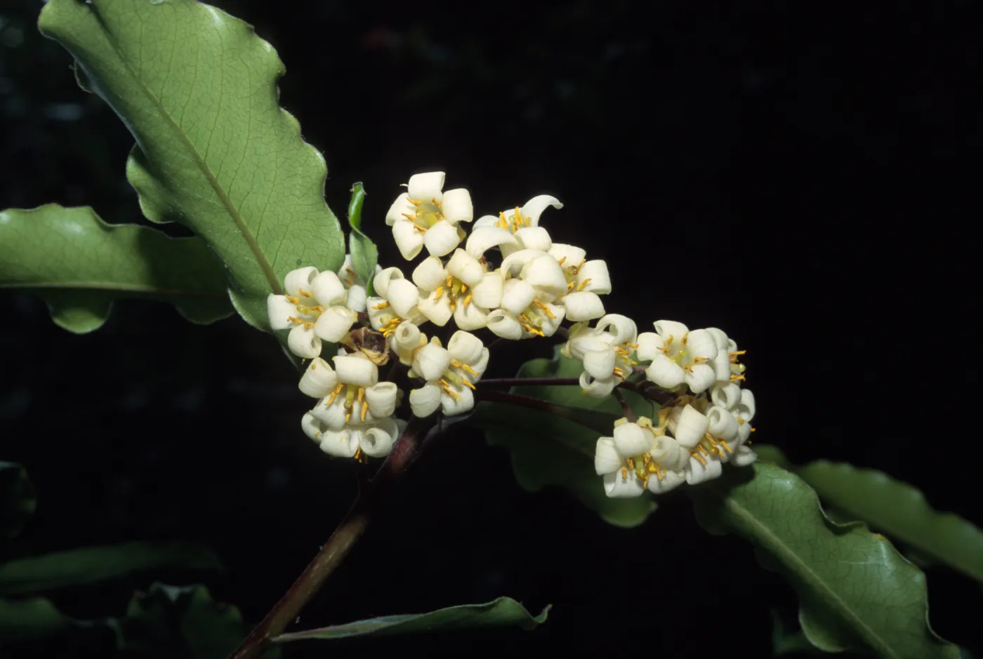 Pittosporum undulatum
