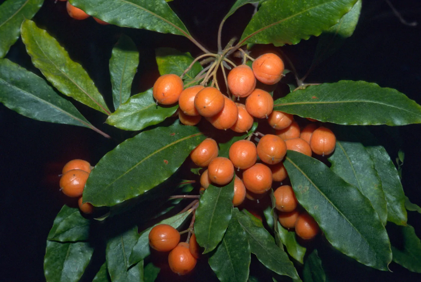 Pittosporum undulatum