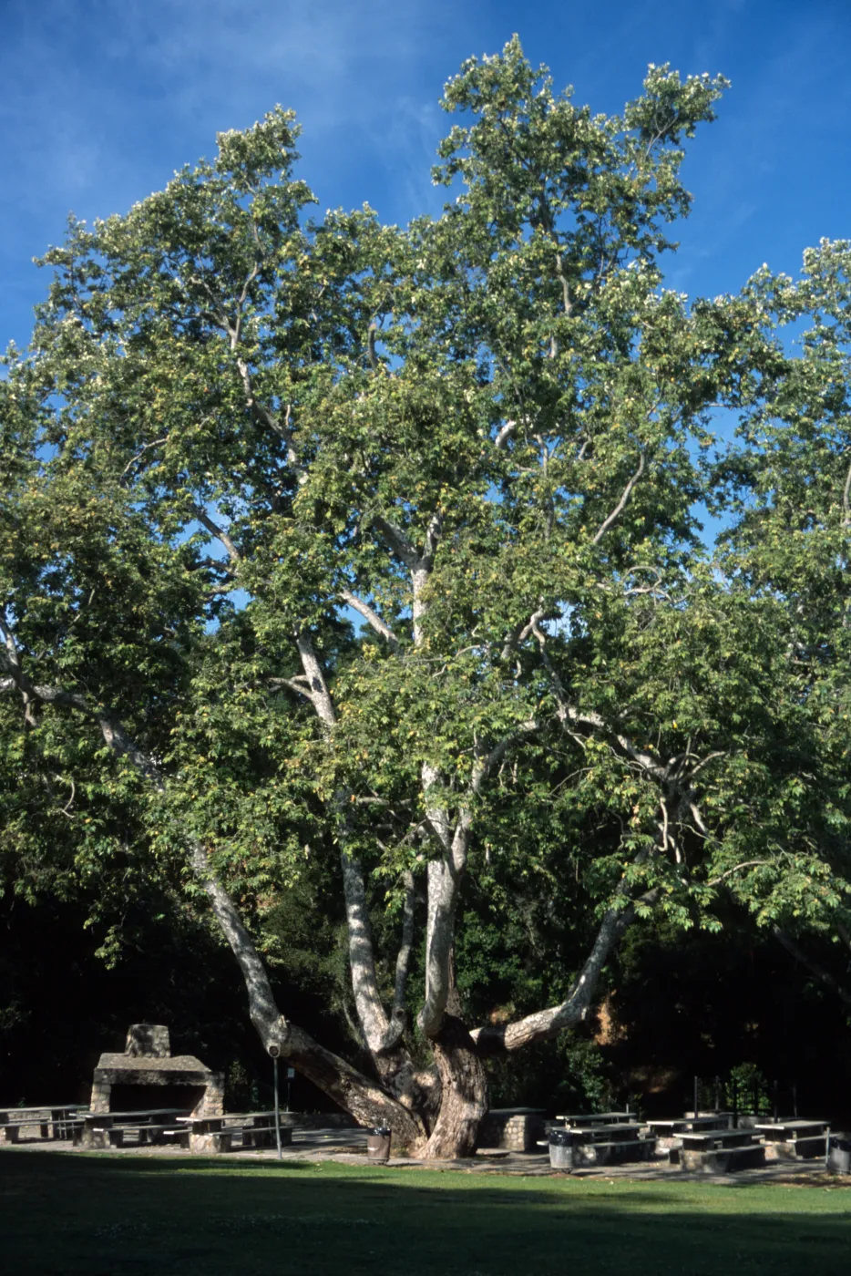 Platanus racemosa