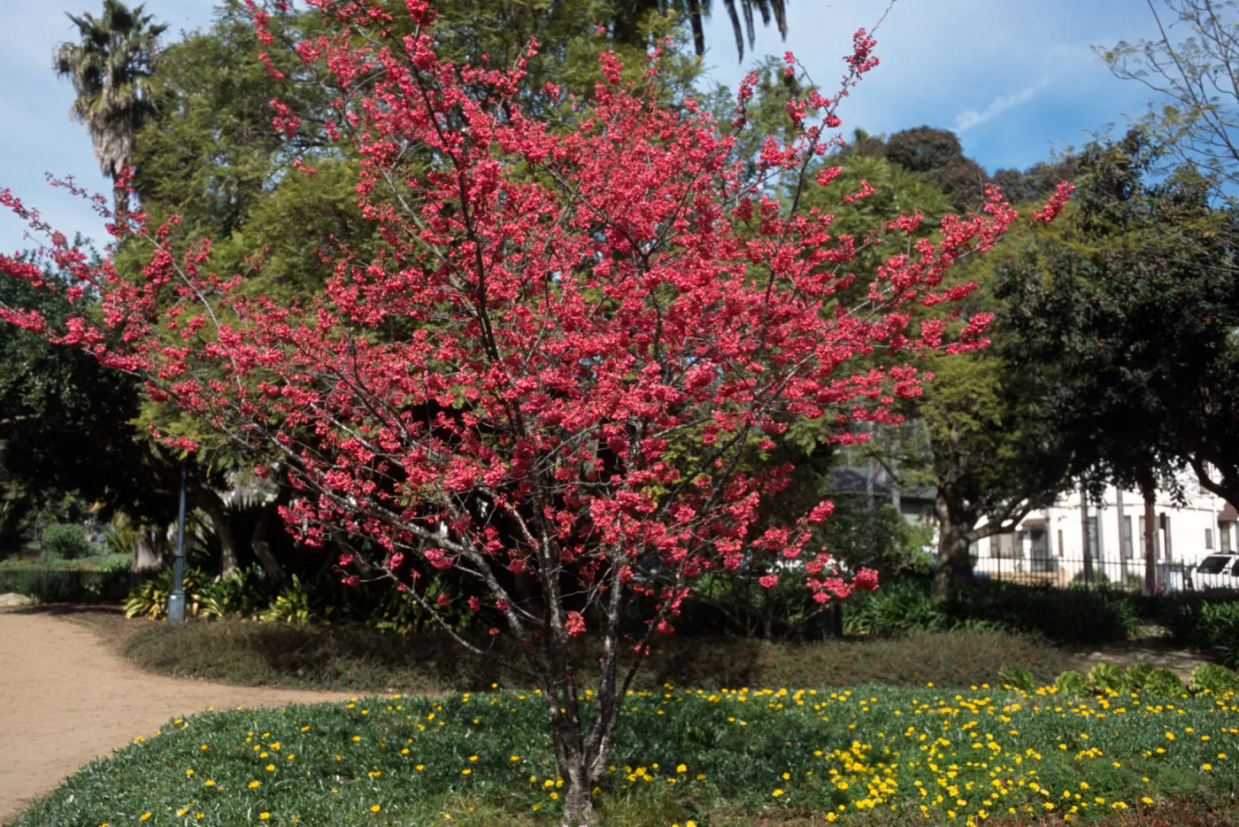 Prunus campanulata