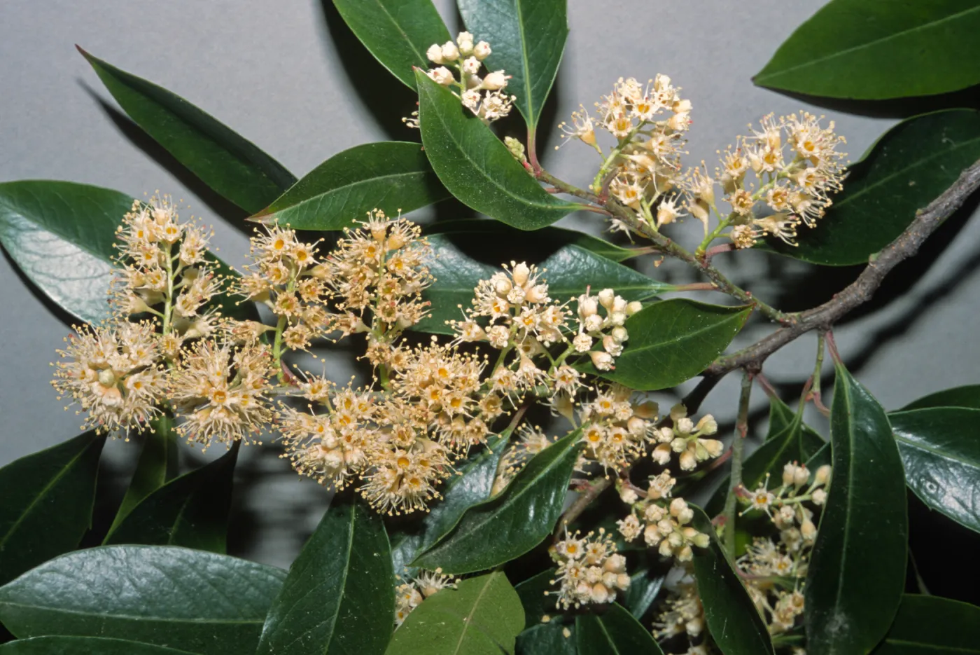 Prunus caroliniana