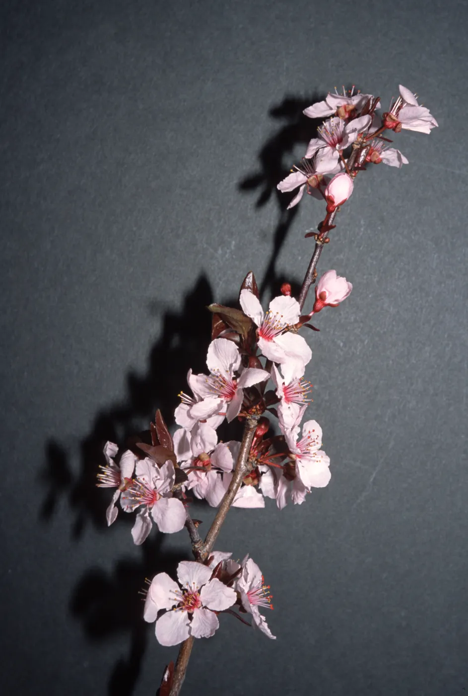 Prunus cerasifera 'Atropurpurea'