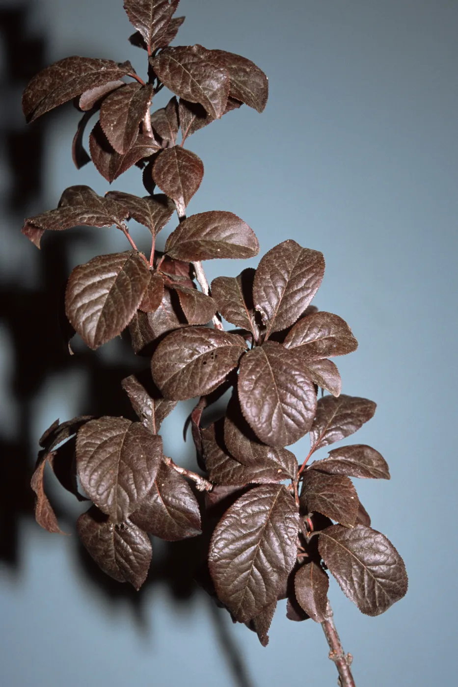 Prunus cerasifera 'Atropurpurea'