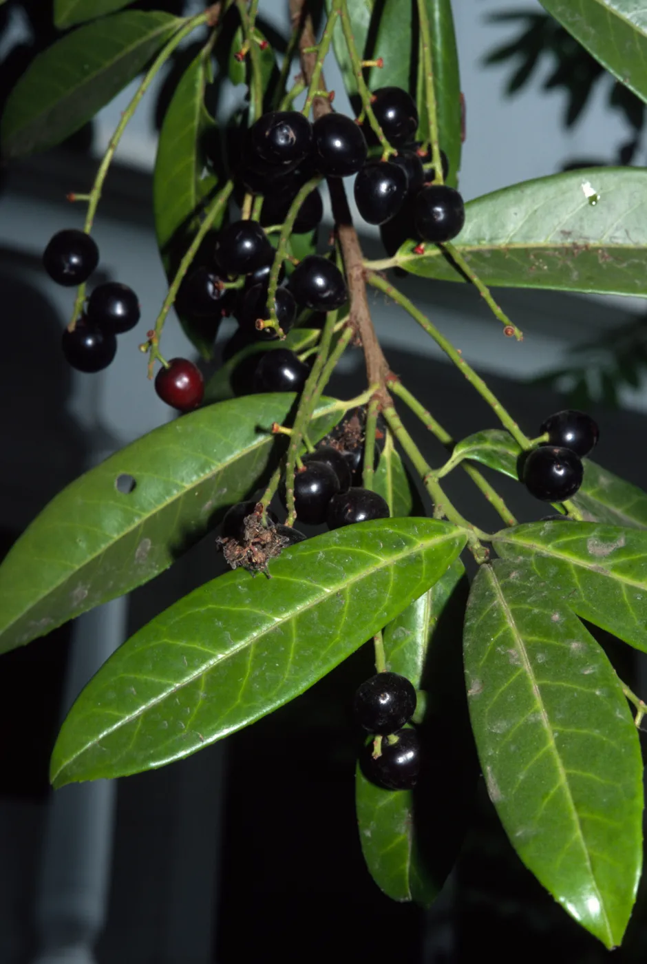 Prunus laurocerasus