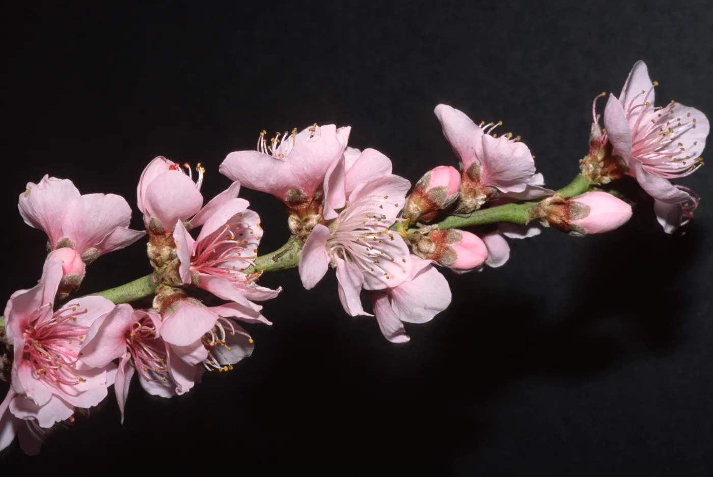 Prunus persica