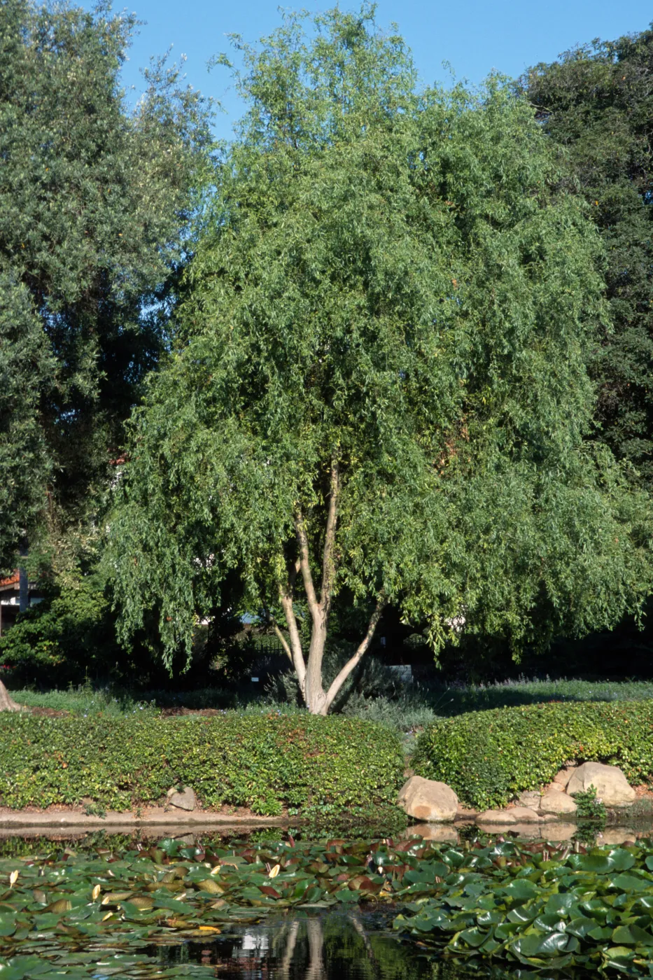 Salix matsudana 'Tortuosa'