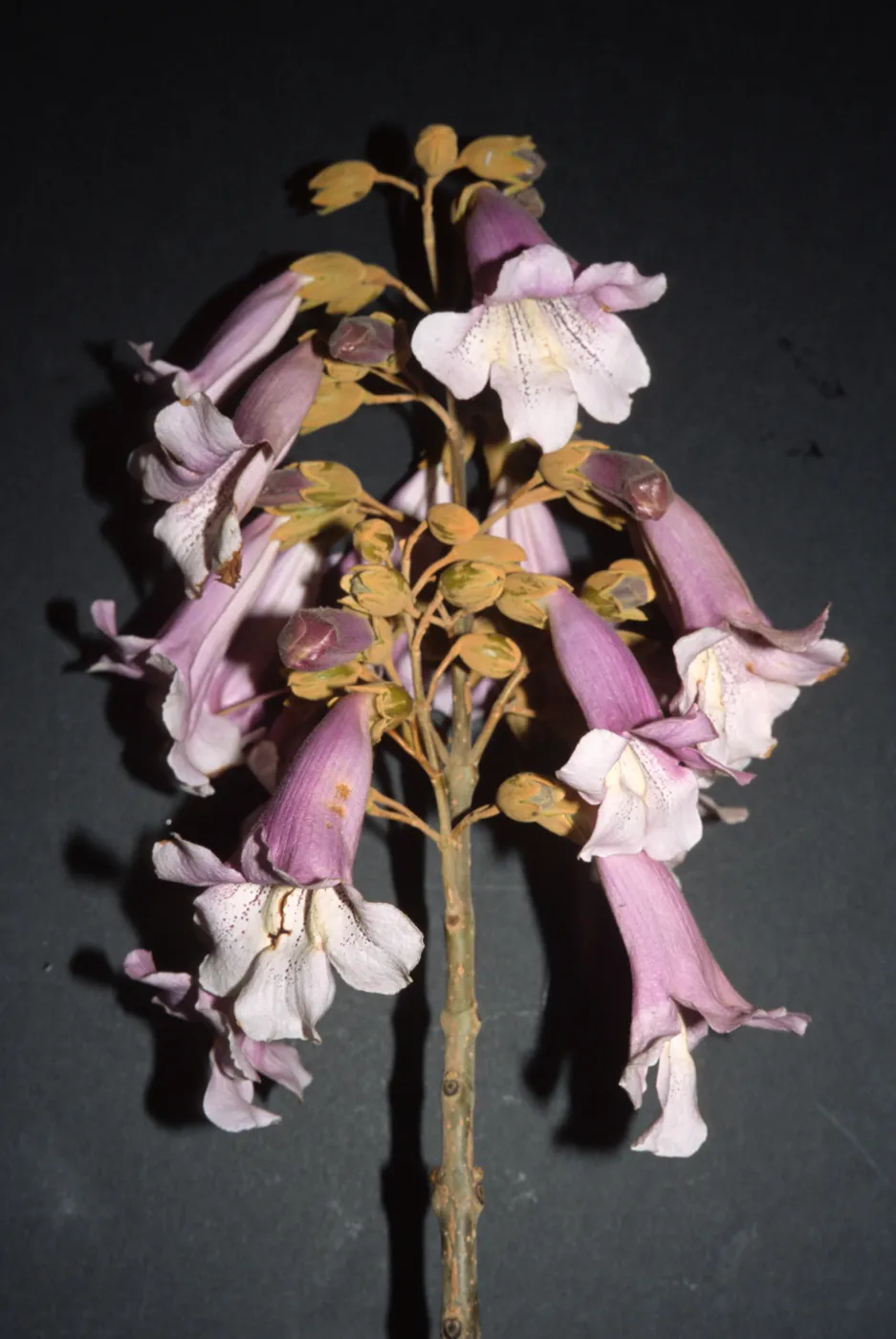 Paulownia tomentosa