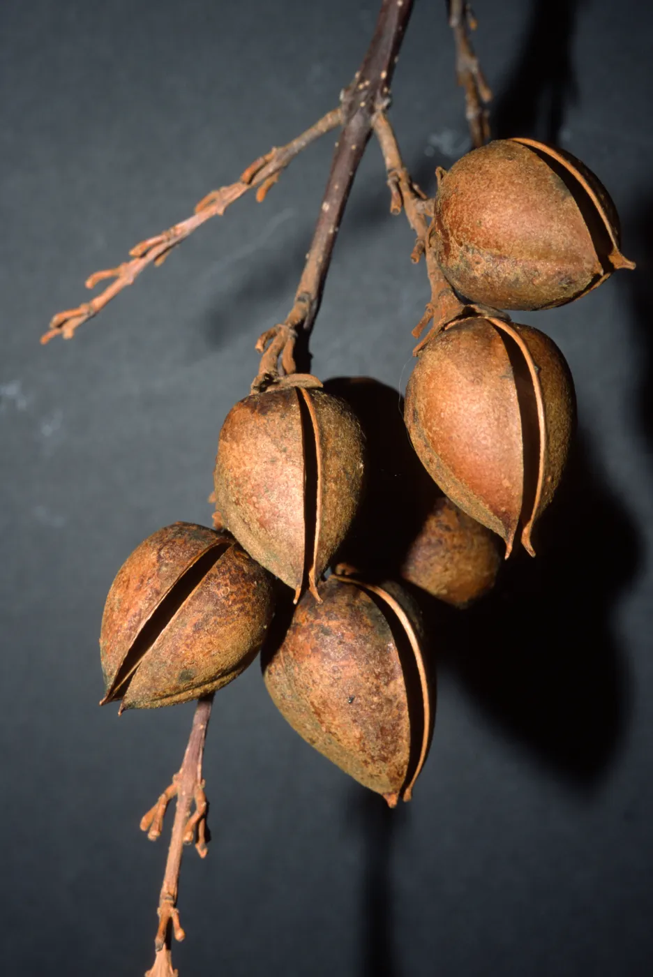 Paulownia tomentosa