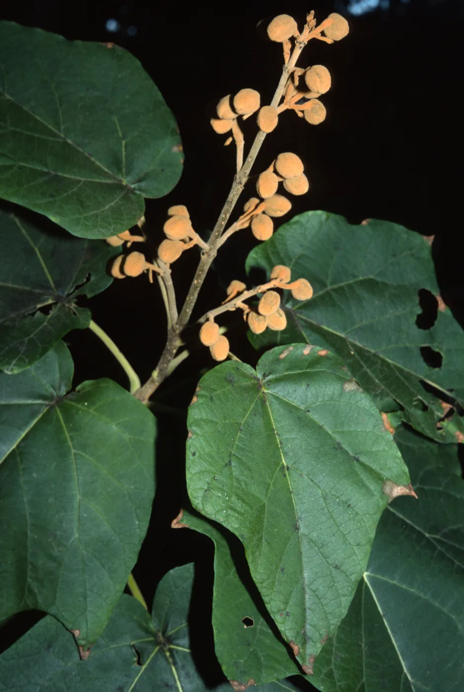 Paulownia tomentosa