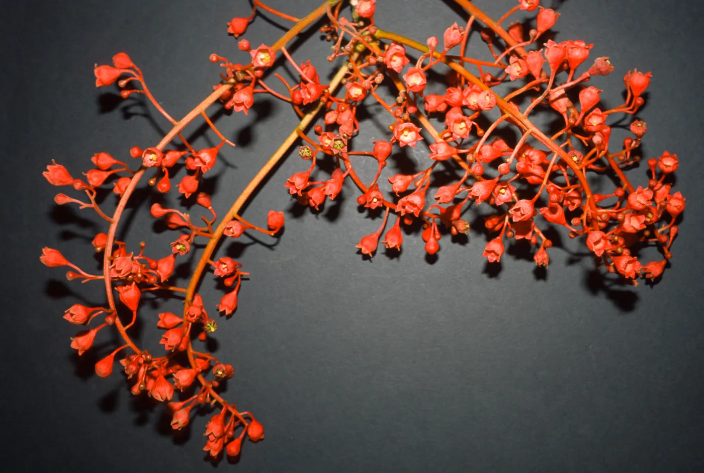 Brachychiton acerifolius