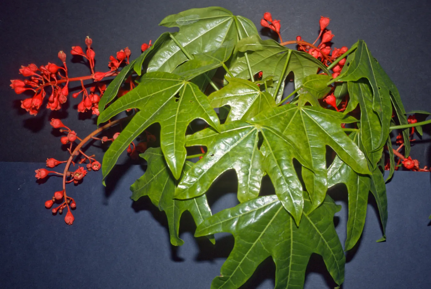 Brachychiton acerifolius