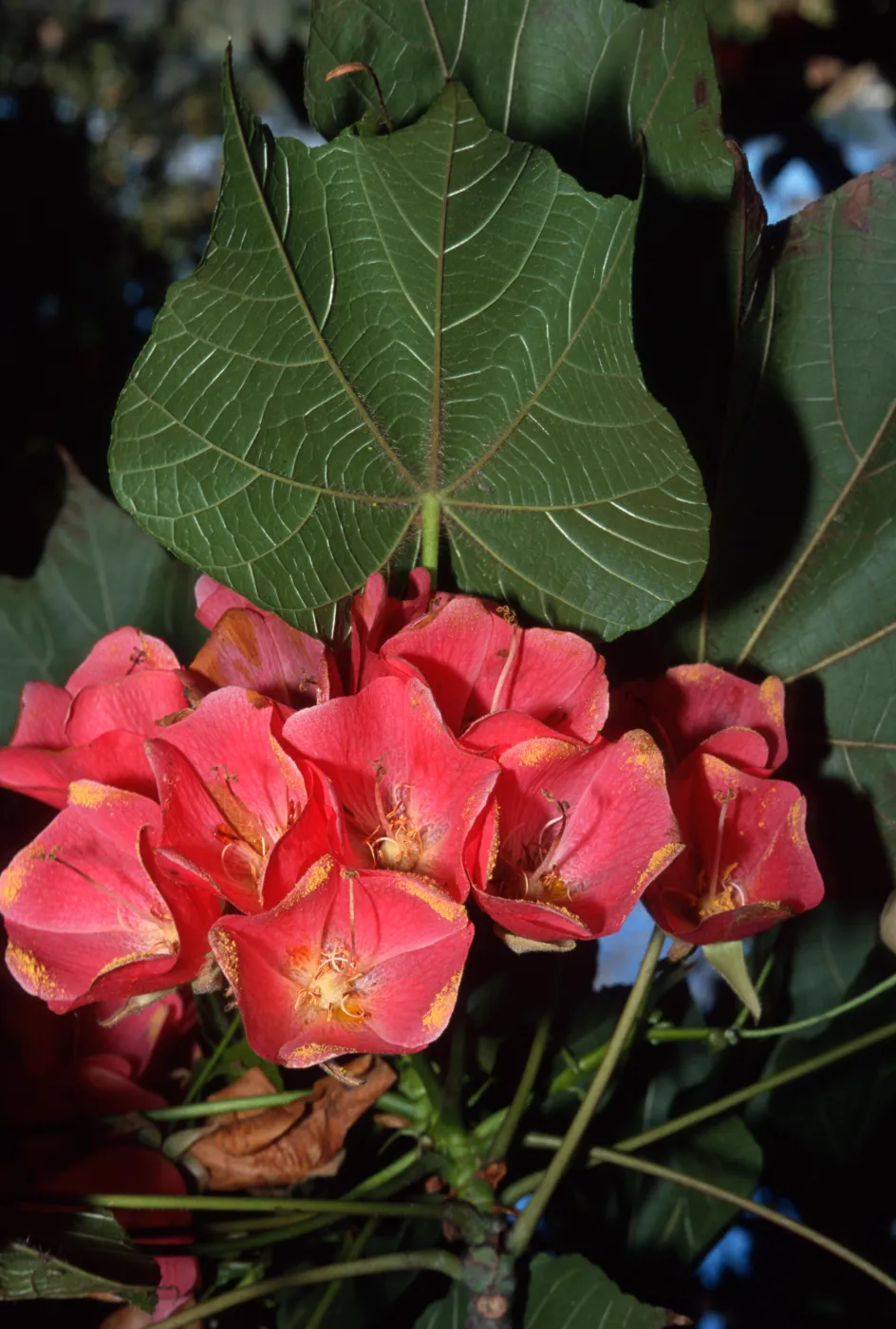 Dombeya cacuminum