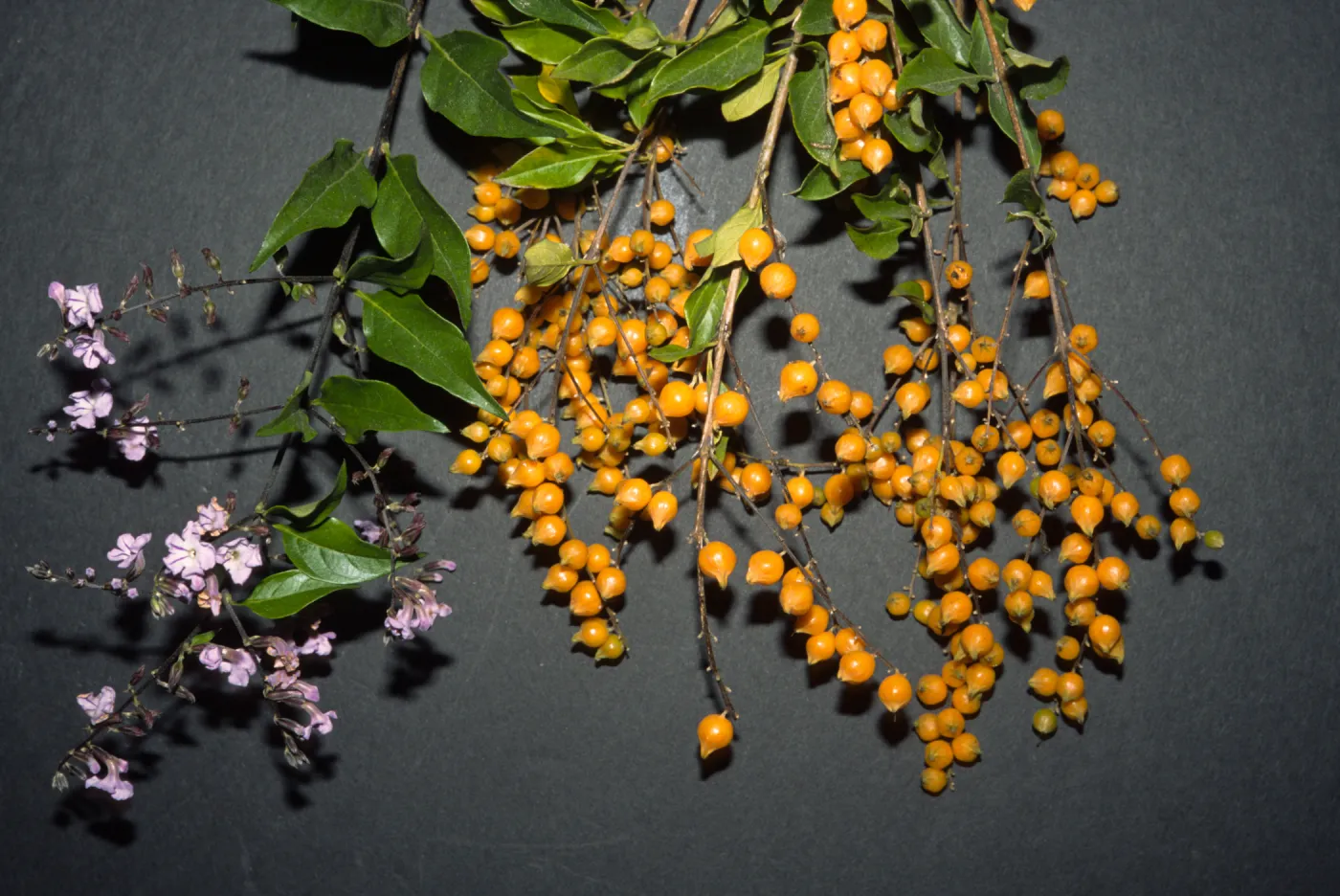 Duranta repens or Duranta erecta