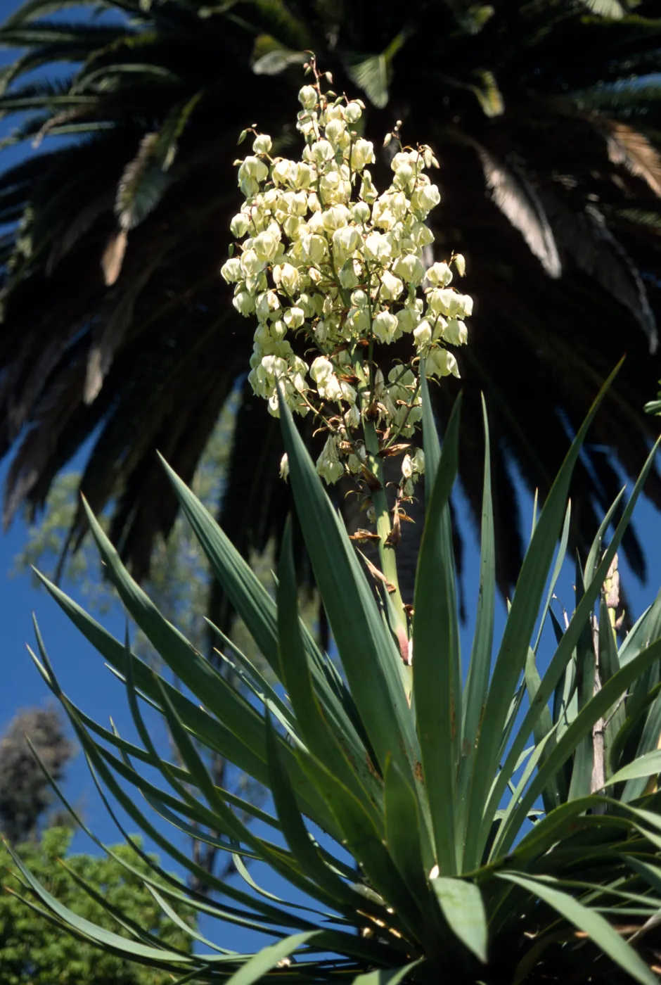 Yucca elephantipes