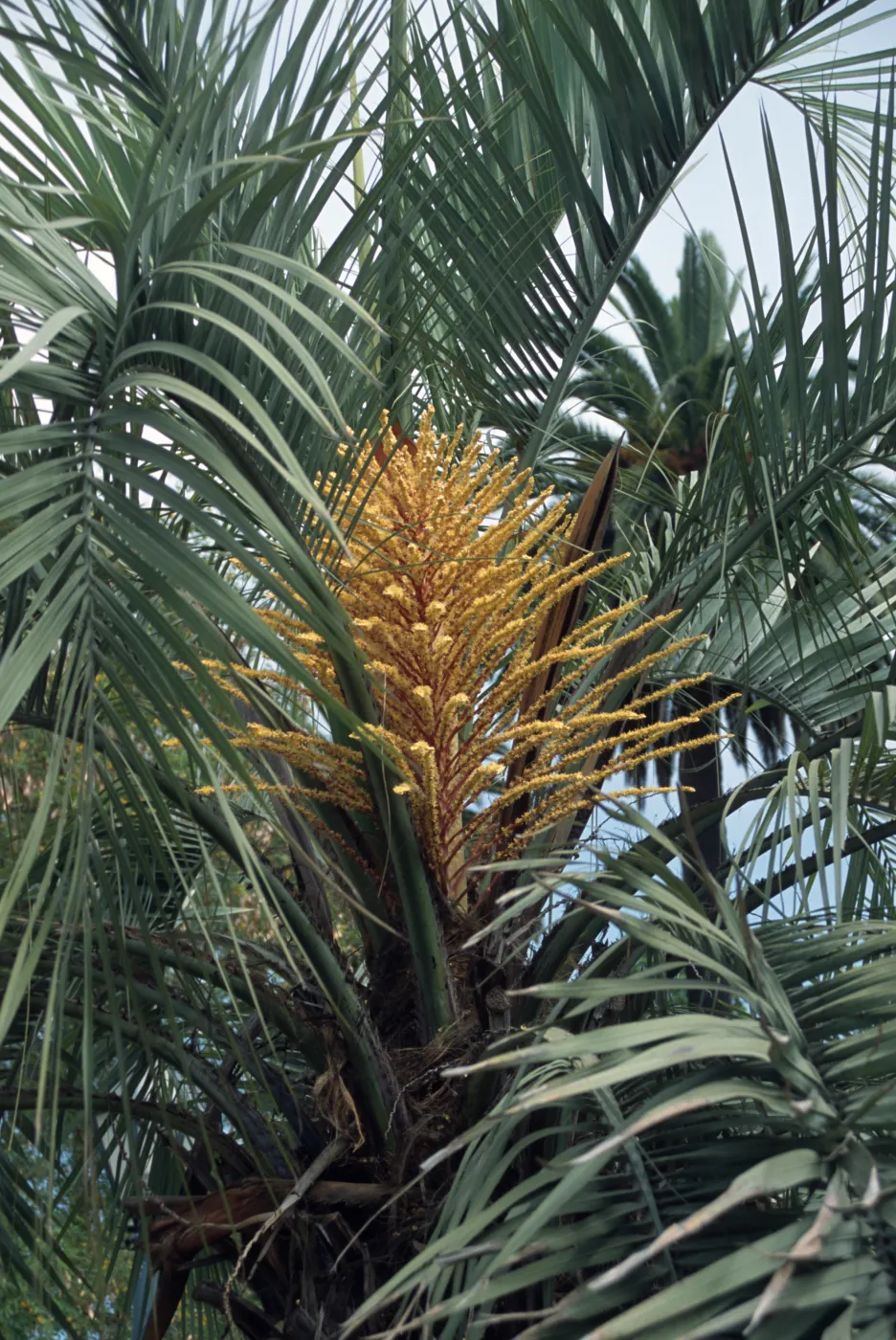 Butia capitata