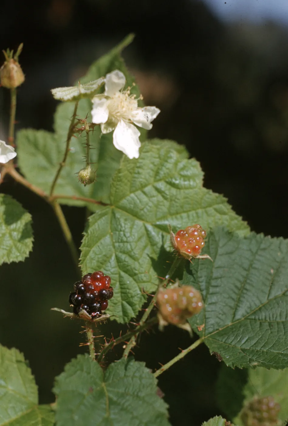 Rubus
