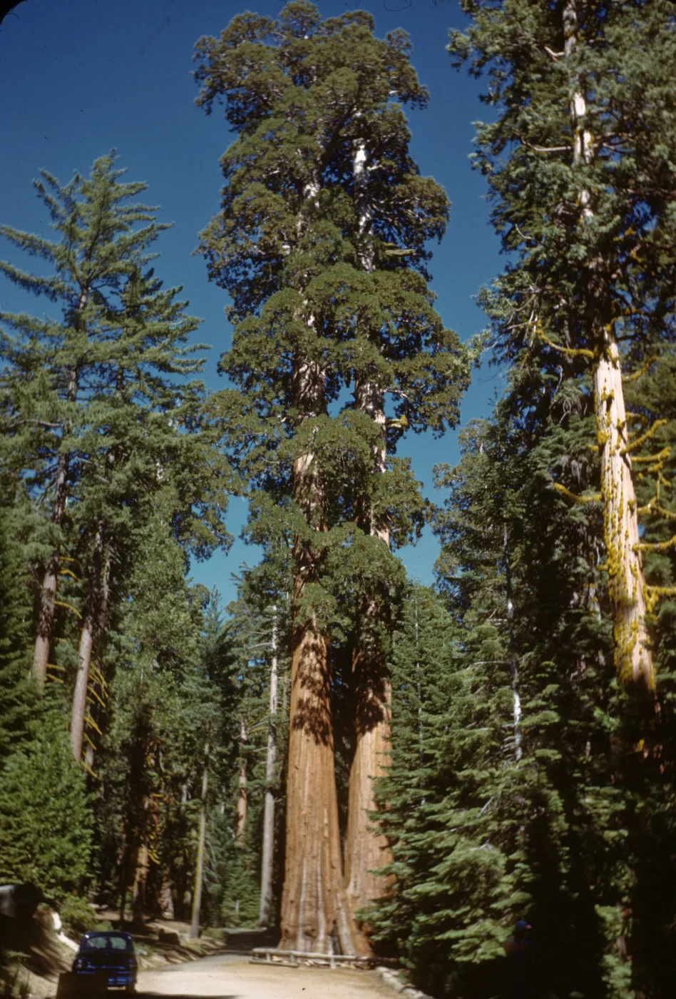 The Twins, near General Grant Tree, Sequoia National Park, Sequoiadendron gigantea