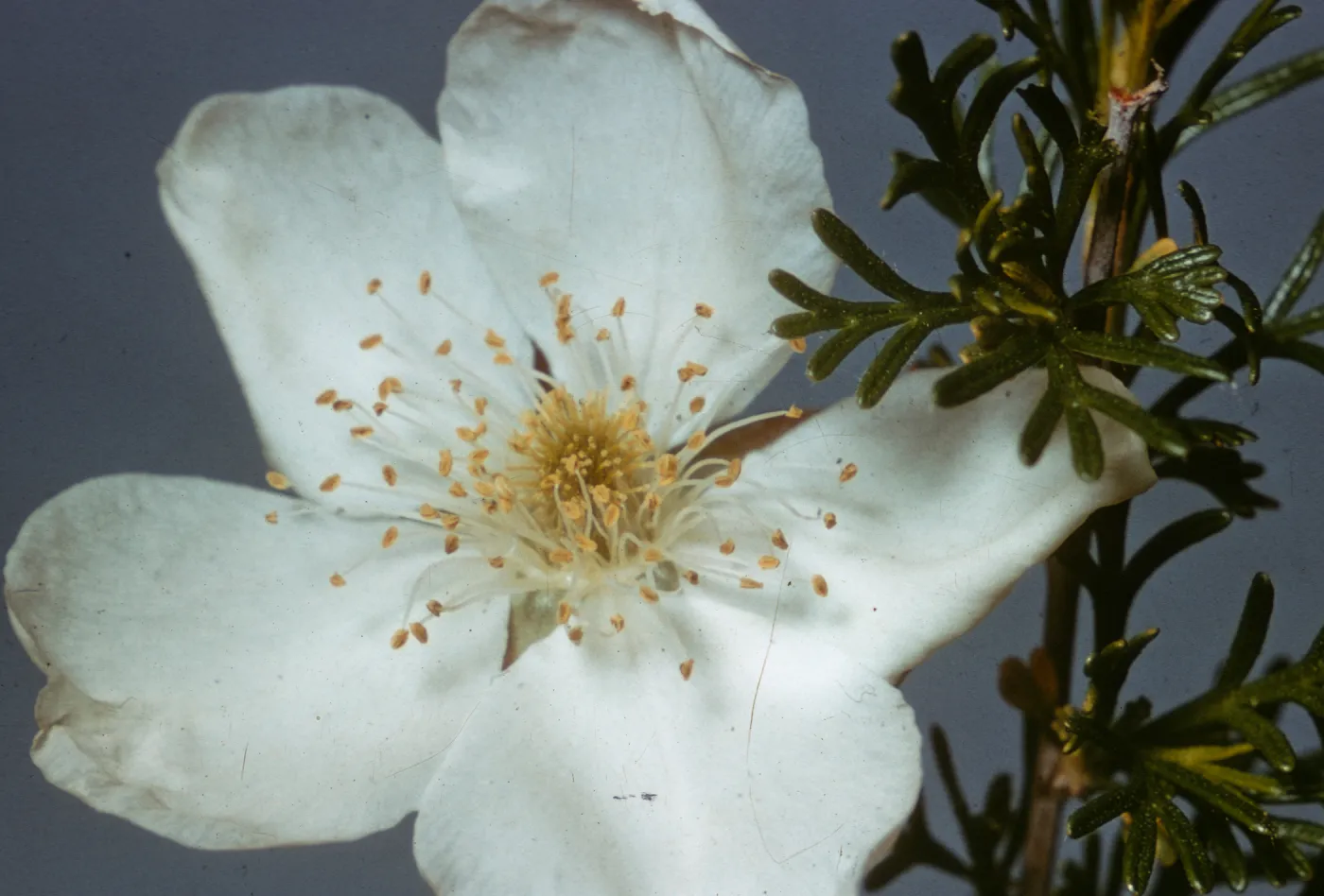 Fallugia paradoxa, Providence Mountains, San Bernardino County