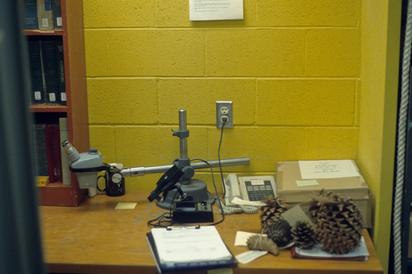 Dudleya NAPCC Evaluation, dissection microscope, SBBG Herbarium