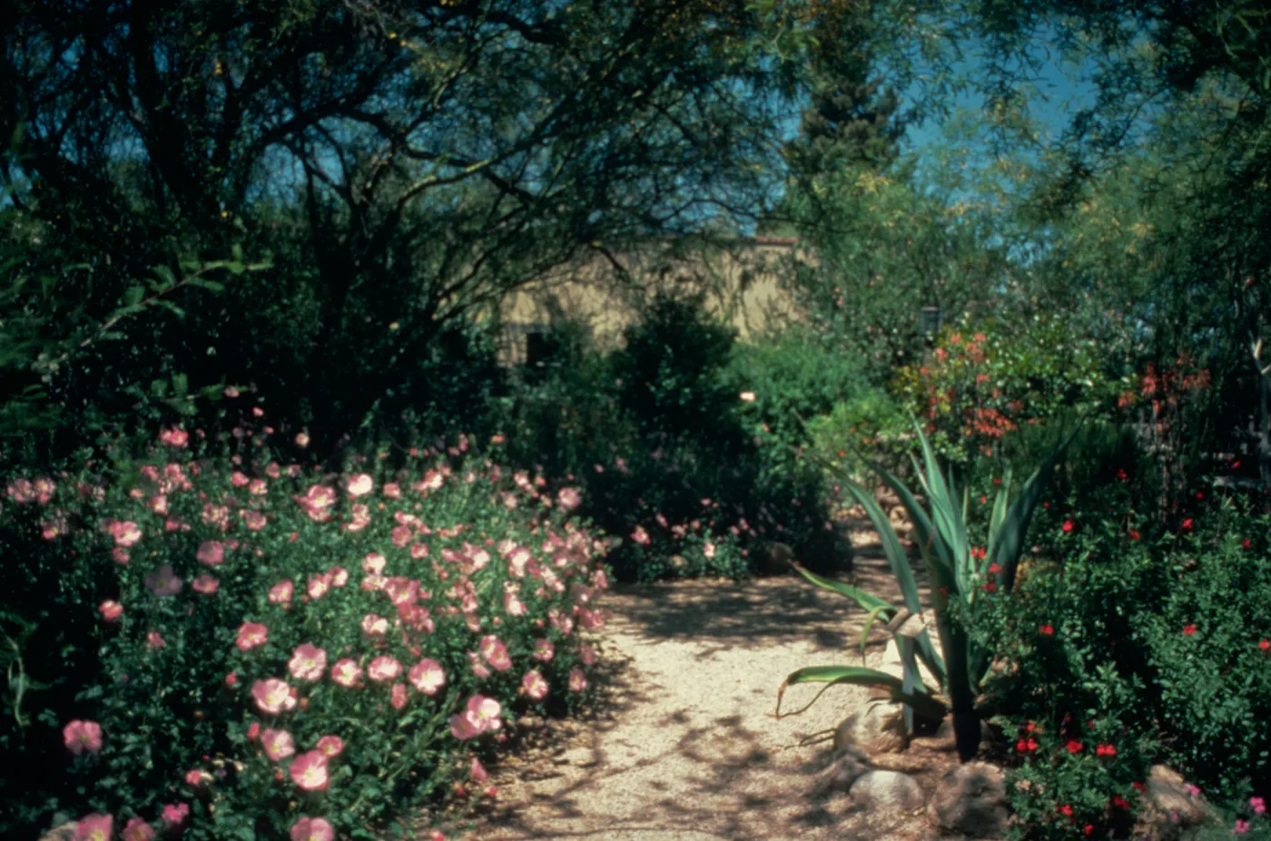 Tucson Botanical Gardens is a charming 5 acre historic home and gardens which combines the lush tranquility of European / Mediterrenean style plantings with the rediscovered beauty of desert landscaping in the Xeriscape Garden.