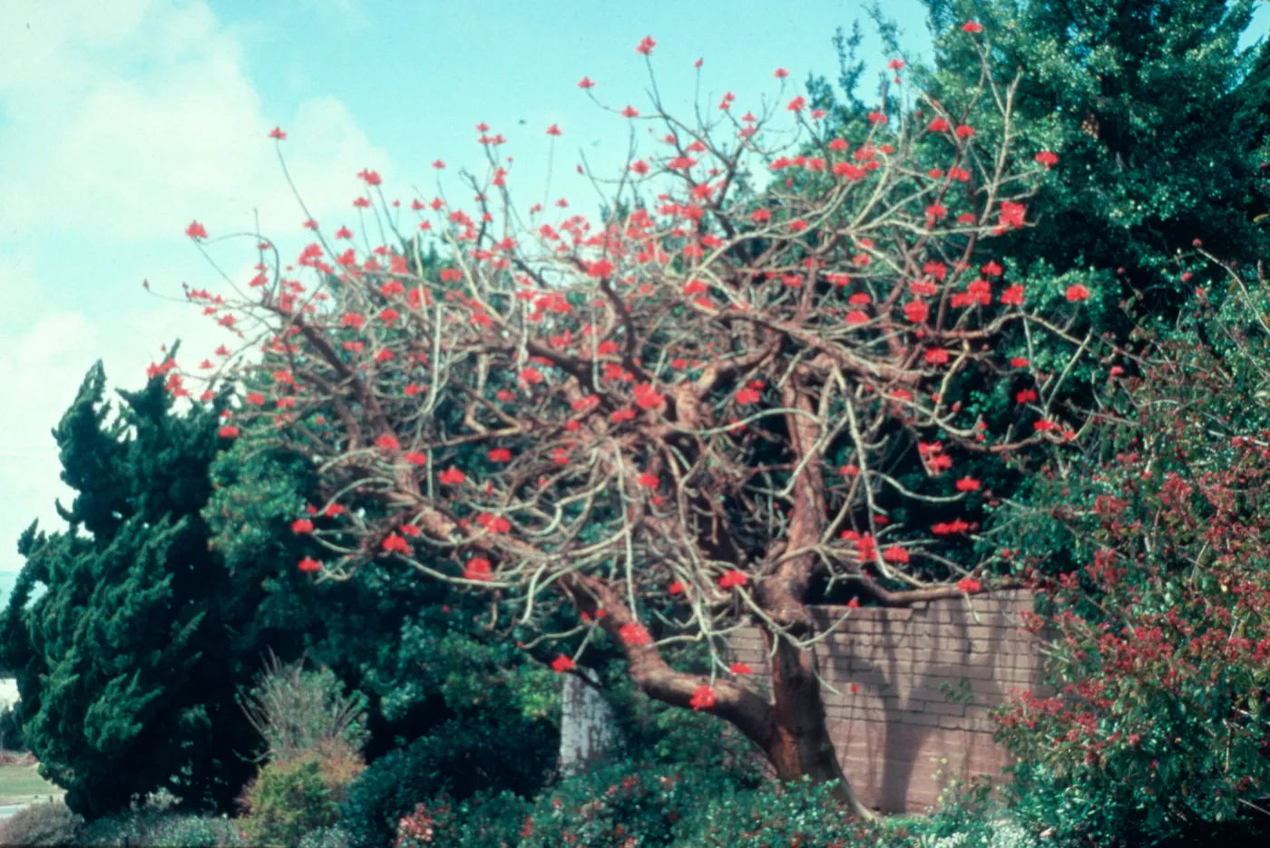 Erythrina coralloides is shown here