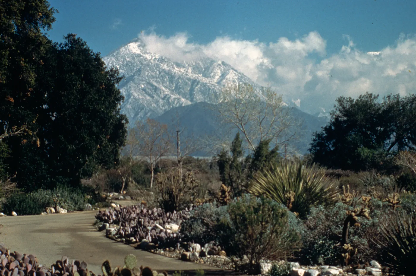 View of Mt. Baldy from the Desert Garden display