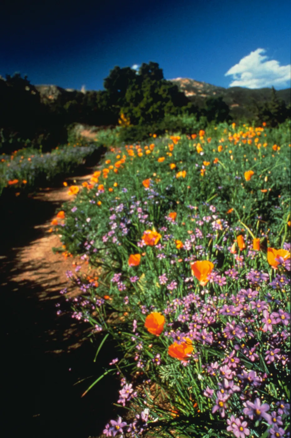 Directly north of the Garden Shop is the Meadow Section and, in the distance, the Santa Ynez Mountains, The sandstone outcrops of these mountains provide a dramatic backdrop for the Meadow.