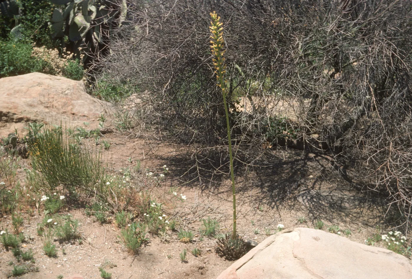 Dara Emery Photos (Utah agave)