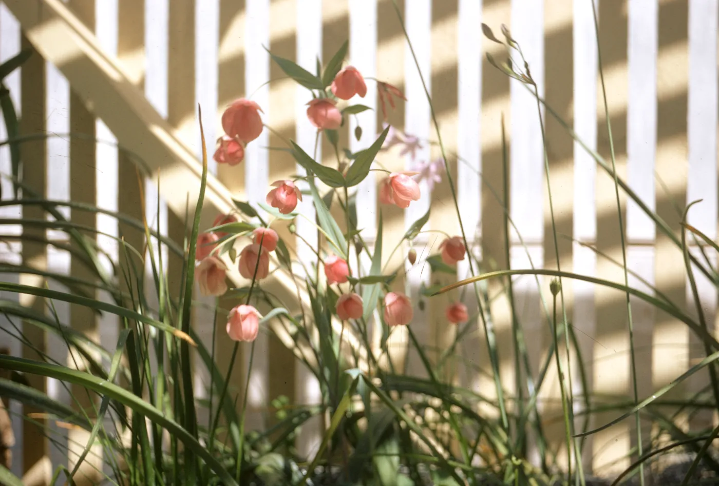 Dara Emery Photos, Calochortus amoenus