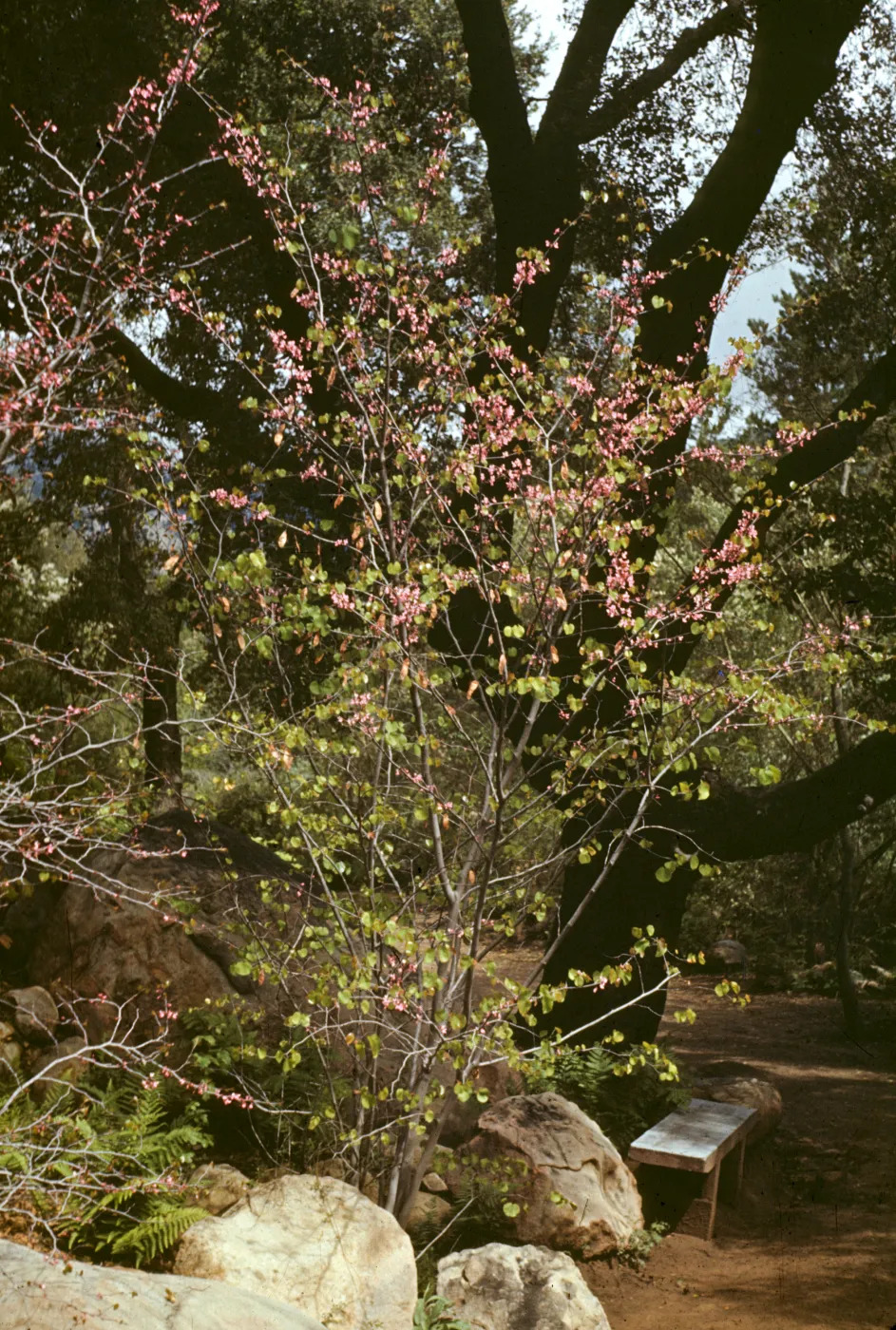 A slender, pink-flowered tree grows among large stones beside a wood bench and a dirt path through a forest.
