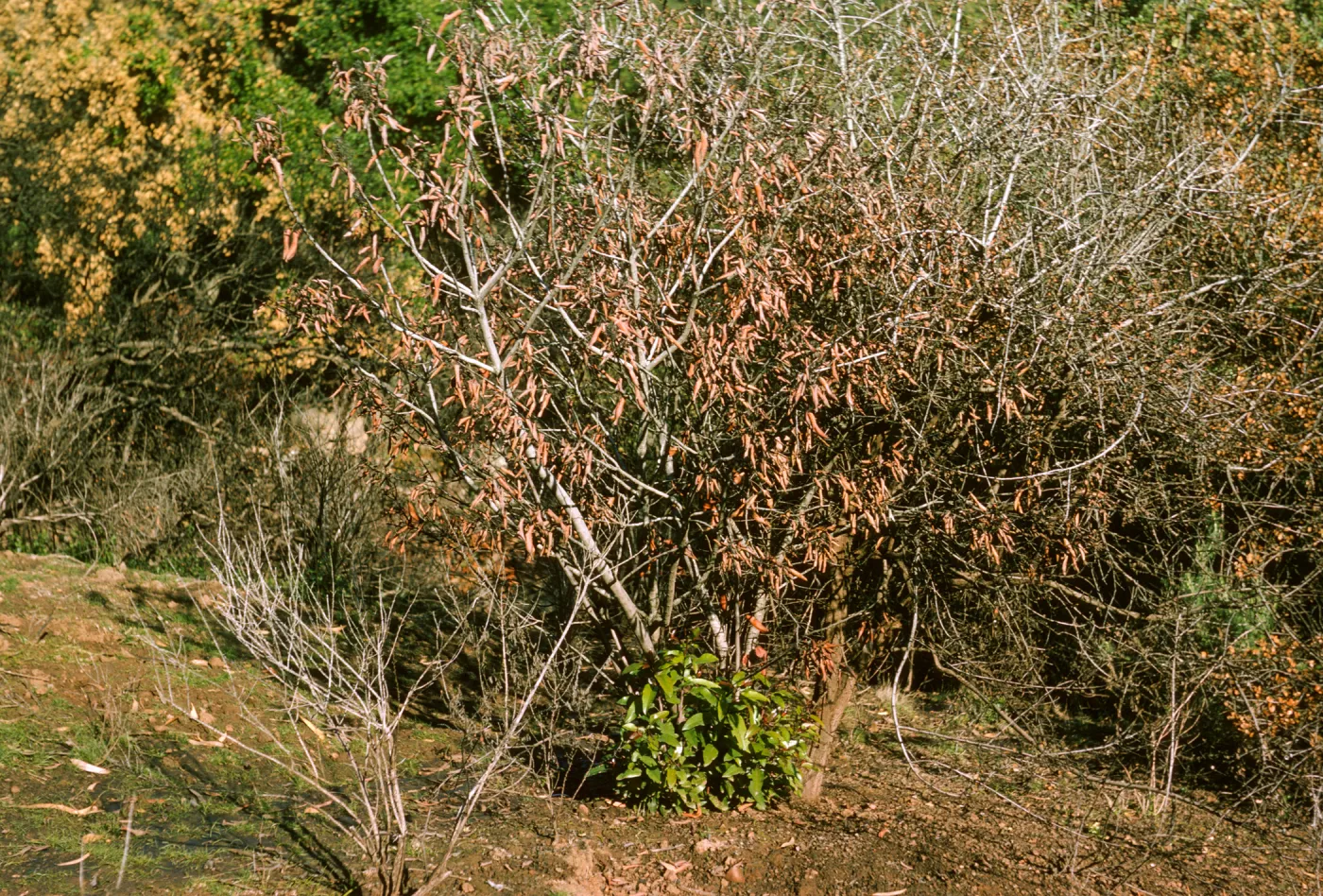 Young, bright green branches sprout from the base of a tree covered in curled, dead leaves. 