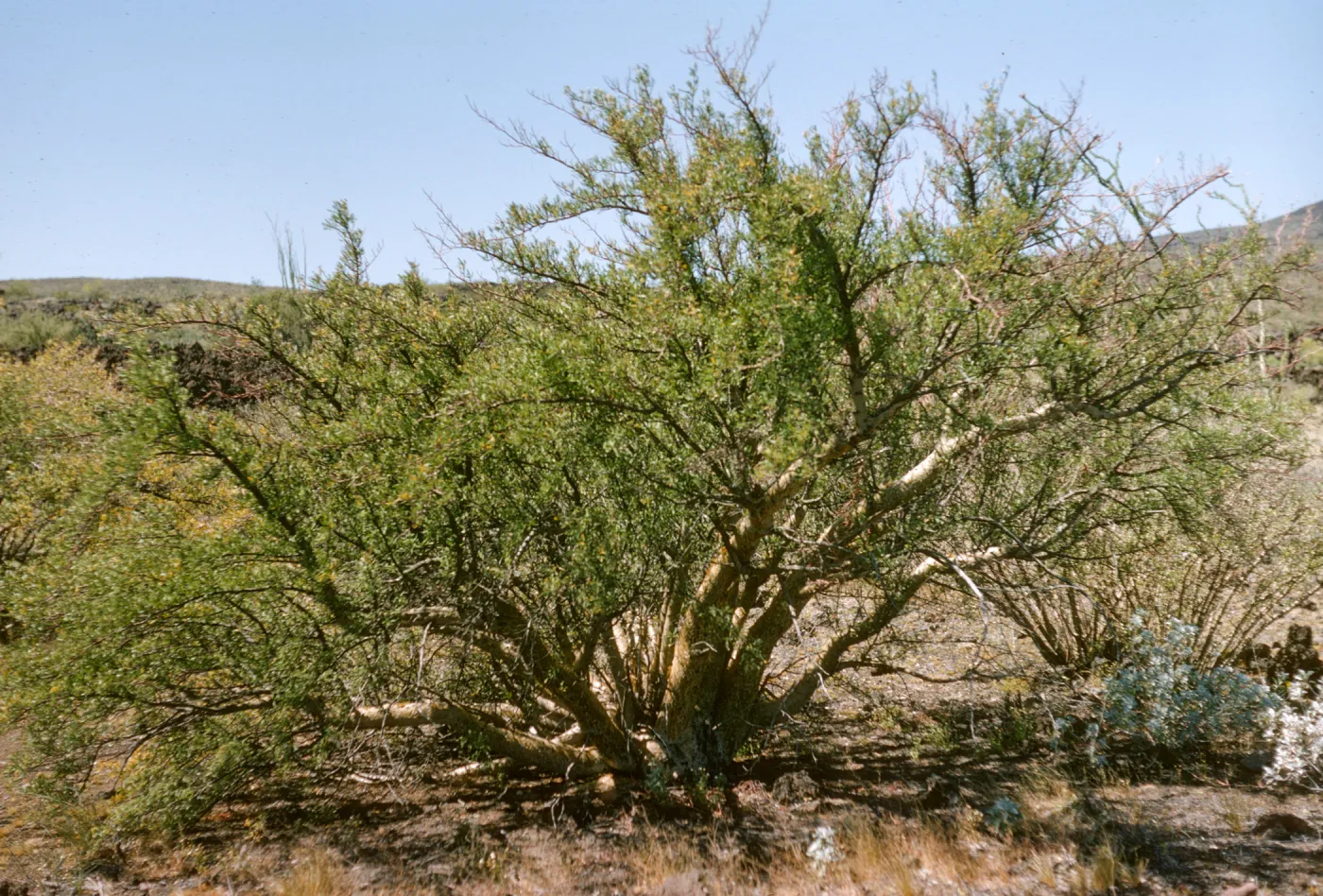 A multi-trunked, light-colored tree covered in small, bright green leaves grows in desert. 