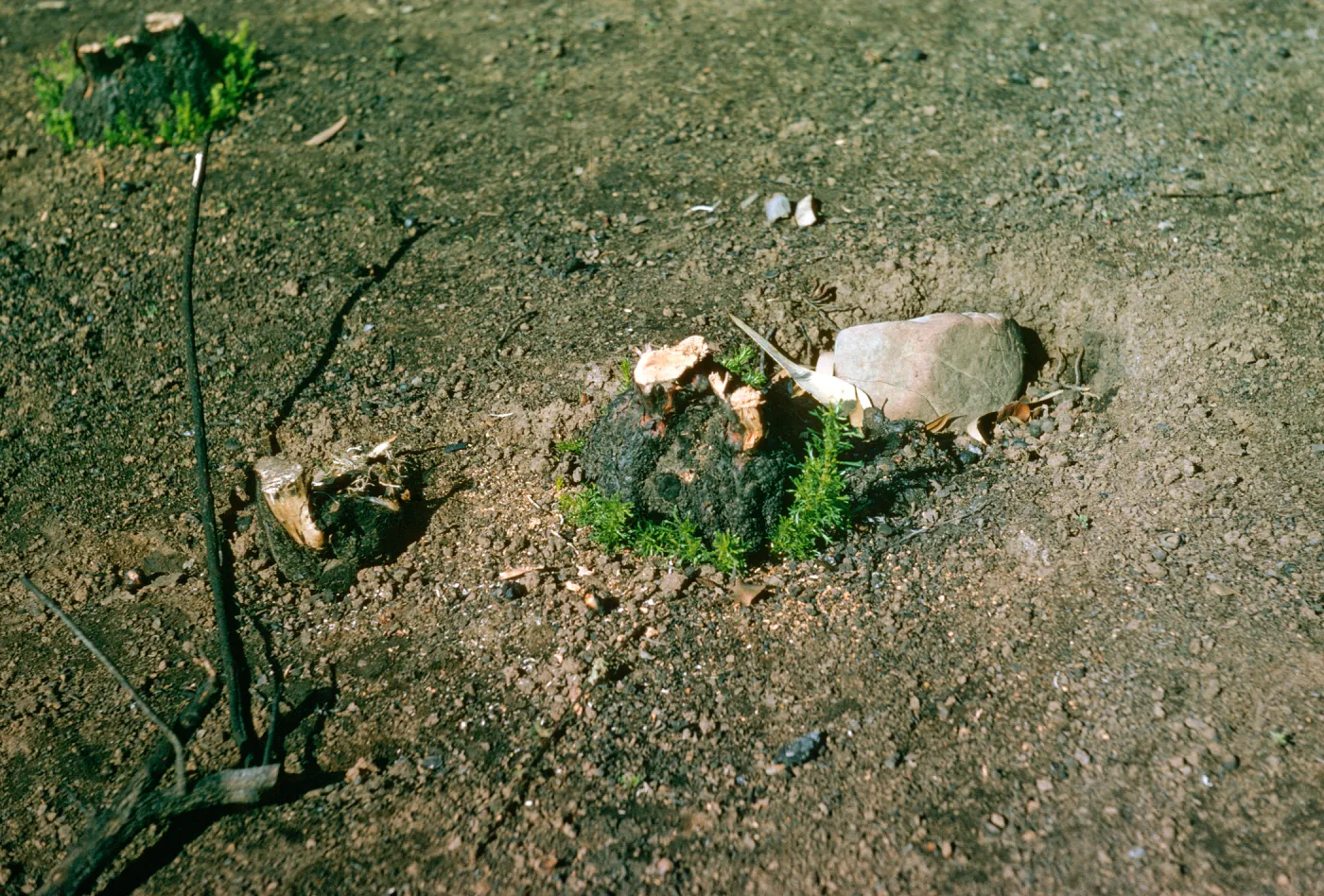Bright green sprouts grow around the edge of a burnt stump. 