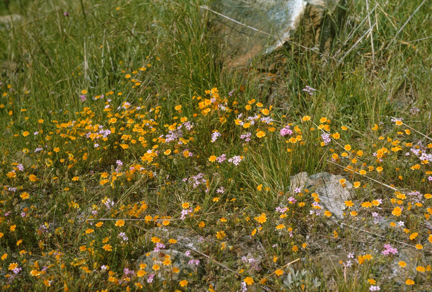 A mix of vivid yellow and pale pink wildflowers grow among stones and grasses. 