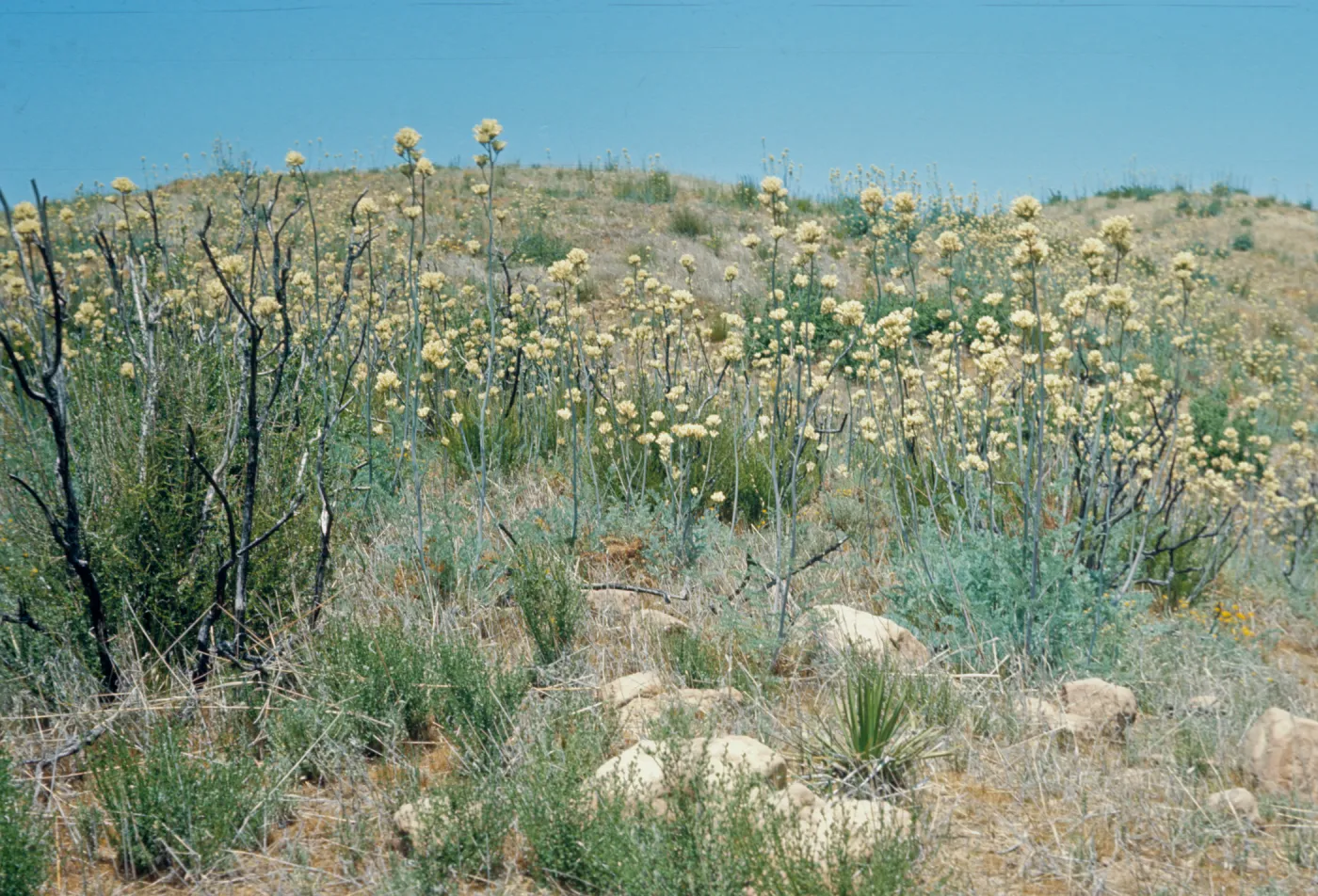 Round clusters of white flowers grow on the end of tall stalks in a feild of stones and dry grasses. 