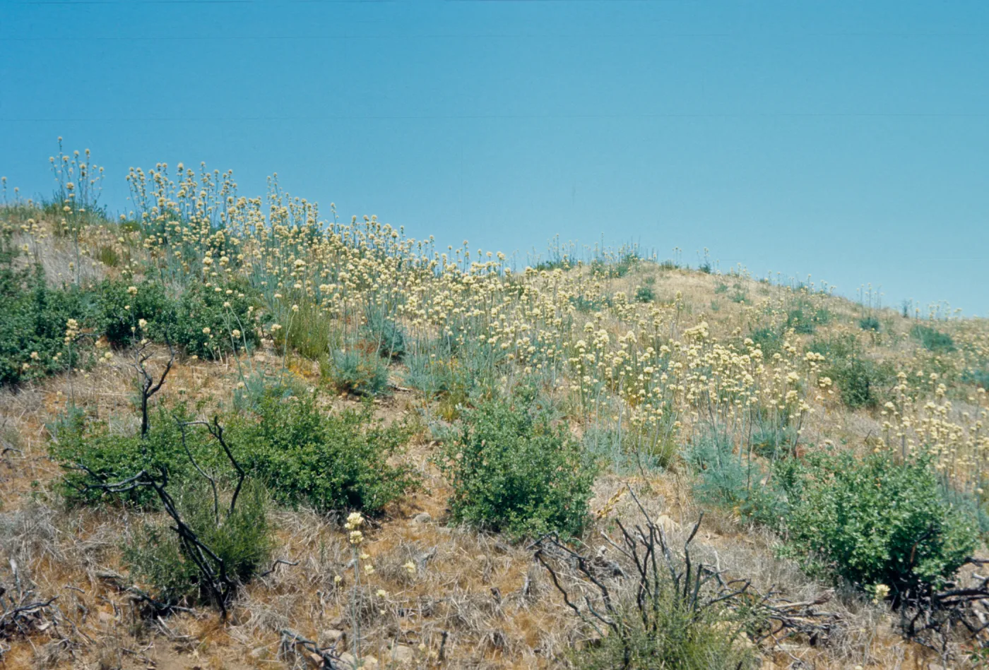 Scattered bushes and tall stalks topped with clusters of white flowers grow on hills covered in dry grasses. 