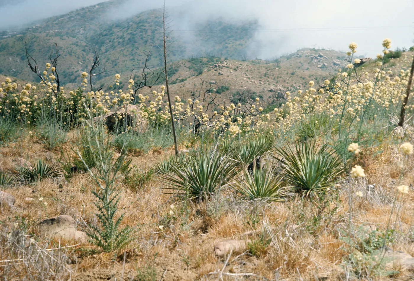 Round clusters of white flowers grow on the end of tall stalks and clusters of green, spiked grass grow on a mountainous hills of dry grass