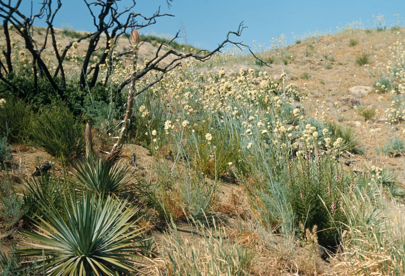 A tall, spiky stem grows from a cluster of long, spiked leaves next to a dark, bare tree and a large number of round clusters of white flowers  on the end of tall stalks.