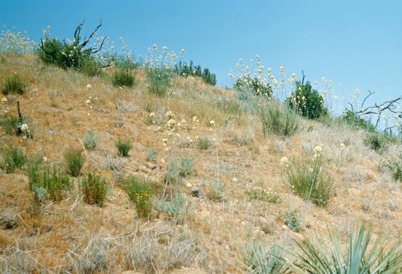 Round clusters of white flowers grow on the end of tall stalks among small, dark green bushes on a dry, grassy hillside. 