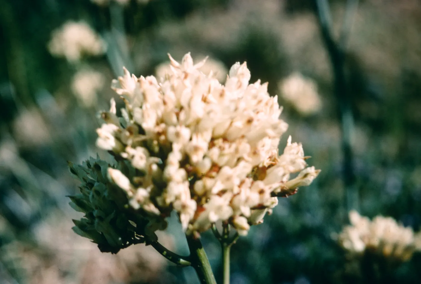 A round clusters of tiny white flowers.